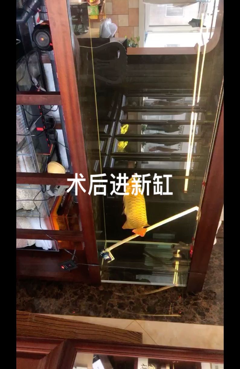 左侧翻腮修整成型术后 ，滴入麻醉 挪缸。 观赏鱼论坛