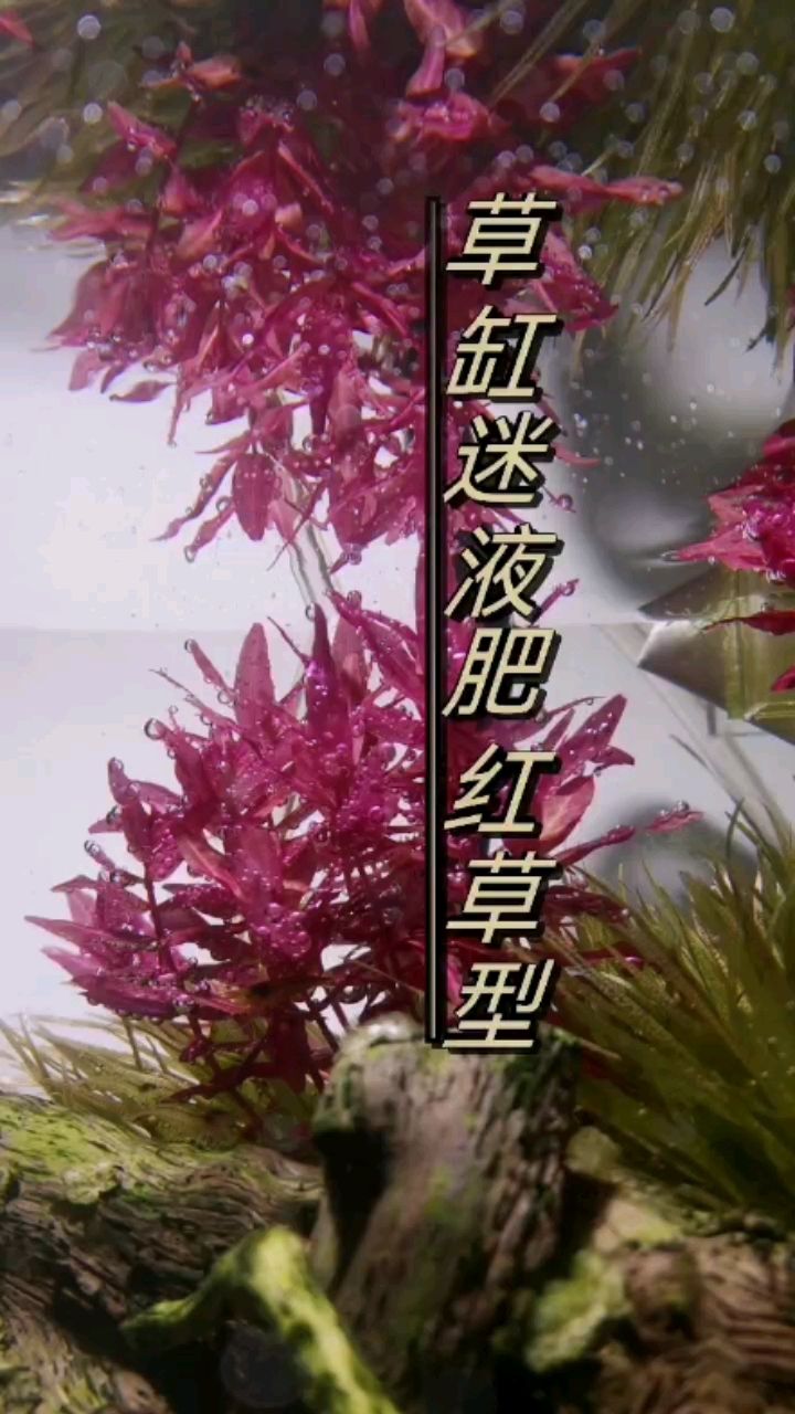 草缸迷液肥—红草型