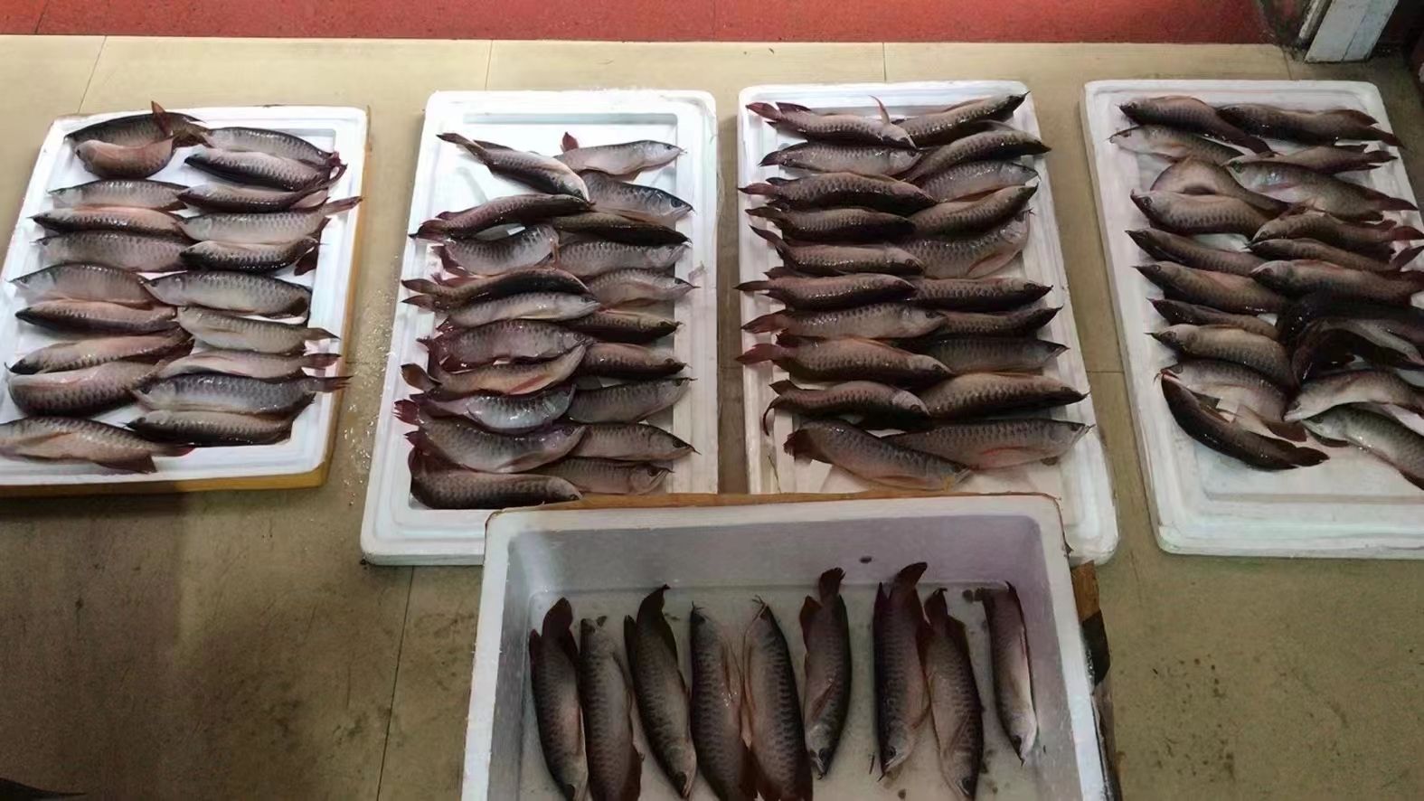 这位广州的鱼商心都碎了估计 观赏鱼论坛 第2张