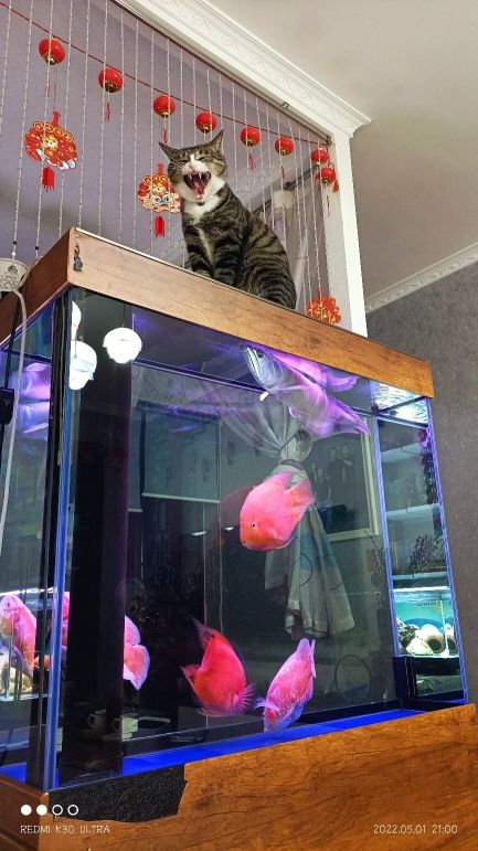 咆哮的小猫 观赏鱼论坛