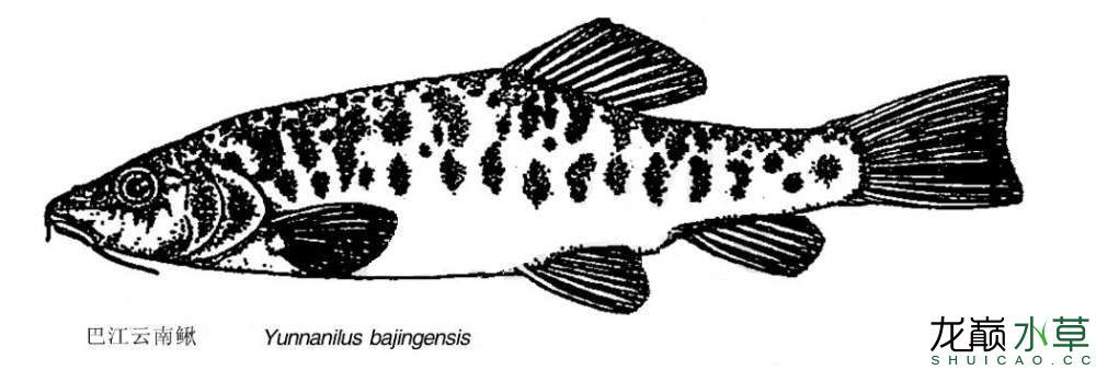 名不见经传的“巴江云南鳅” 观赏鱼论坛