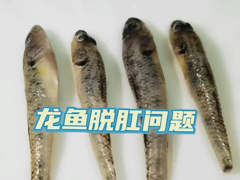 食物引起 观赏鱼论坛