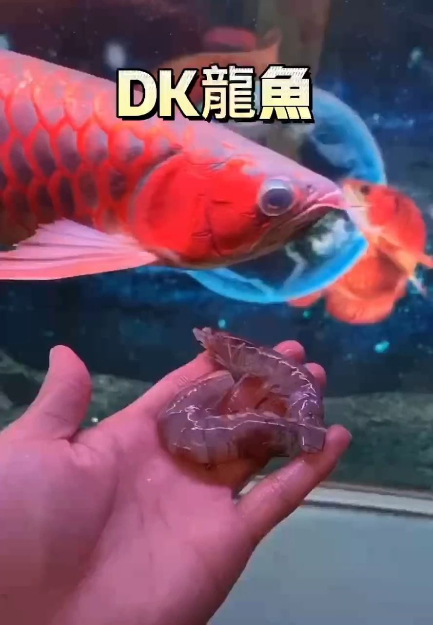 DK龍鱼：日常喂食龙鱼！ 观赏鱼论坛