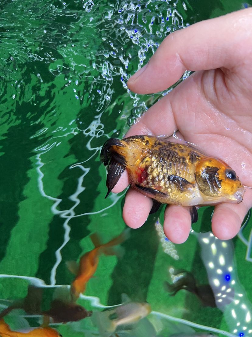 大连中山公园购物广场虾兵蟹将水族店 全国水族馆企业名录