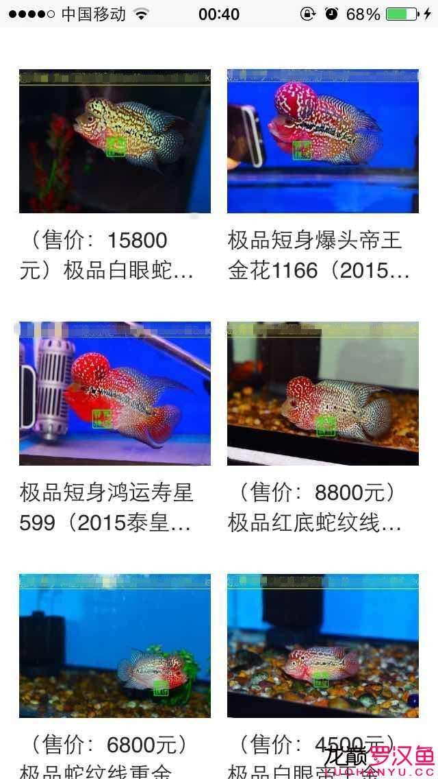 15800元的极品 观赏鱼论坛 第6张