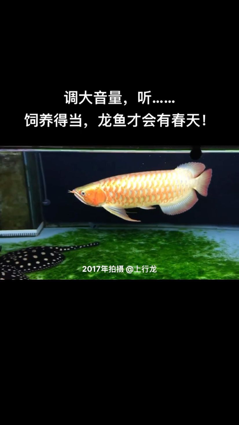 饲养得当，龙鱼才会有春天！ 观赏鱼论坛