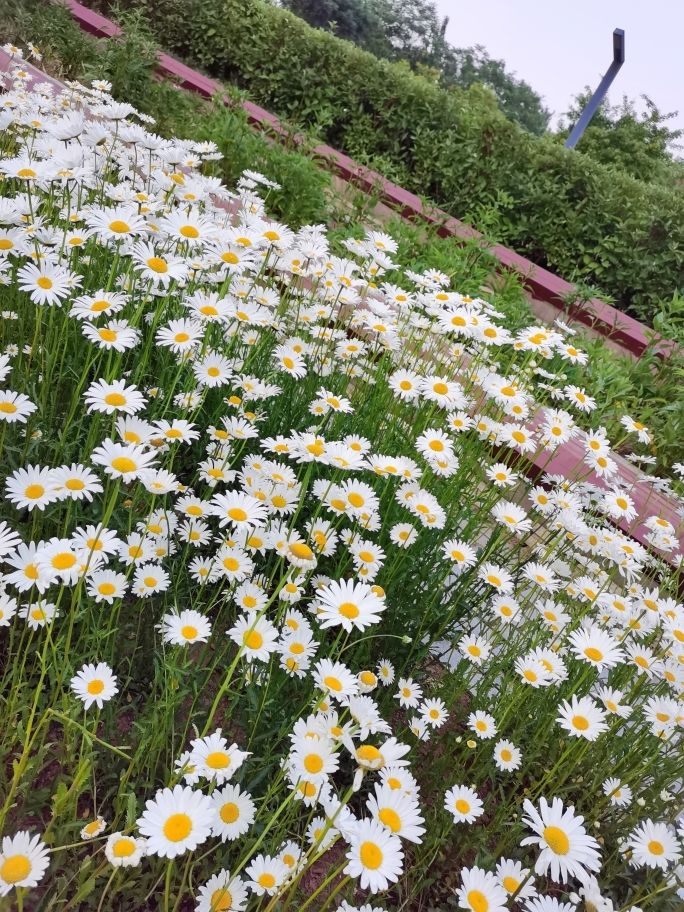 人间四月芳菲尽
隔岸桃花始盛开