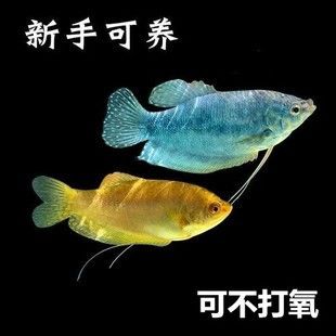 龙鱼多久不打氧会死 龙鱼百科