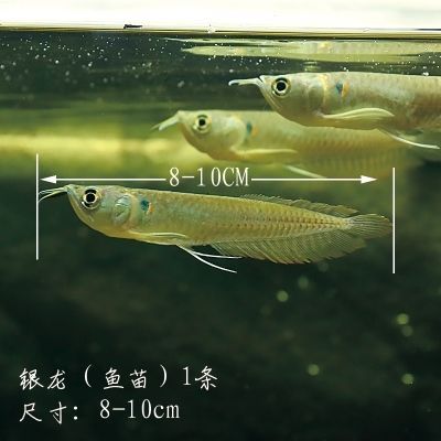 10cm银龙鱼需要多大鱼缸