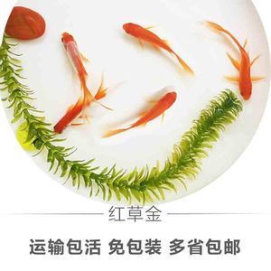 可以把饲料鱼和龙鱼养一起吗