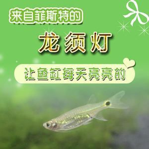 龙鱼的龙须有什么作用与功效禁忌