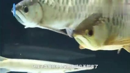 家里龙鱼突然死了好不好呀 龙鱼百科