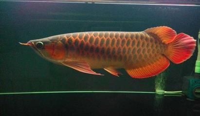 20厘米红龙鱼一年能长多大了 龙鱼百科