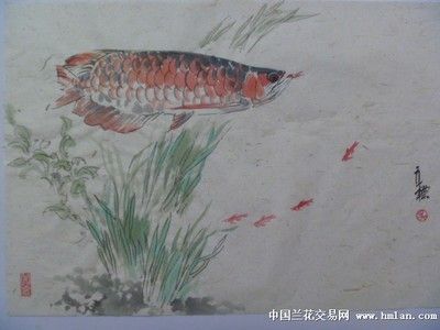 龙鱼的画 龙鱼百科