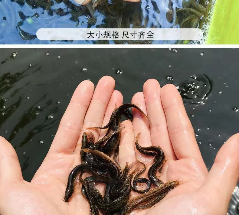 龙鱼吃虾好还是泥鳅好 龙鱼百科