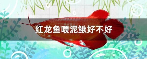 红龙鱼喂食泥鳅可以吗怎么喂 龙鱼百科