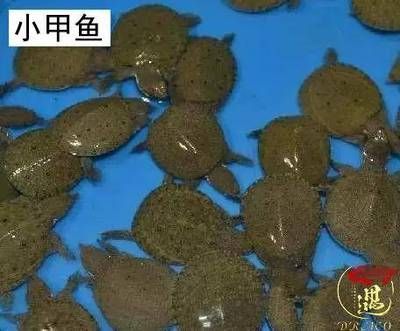 龙鱼被咬死了