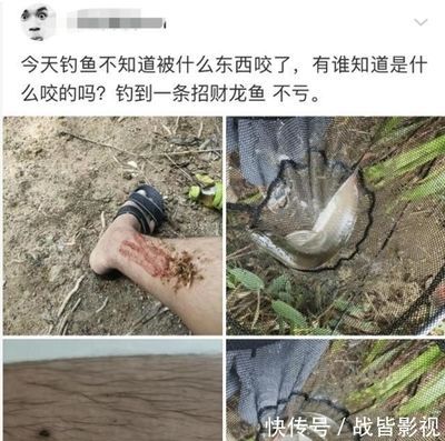 龙鱼被咬 龙鱼百科