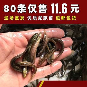 45公分的红龙鱼一天喂多少泥鳅饲料