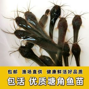 龙鱼的胡须有什么用途和功效呢 龙鱼百科