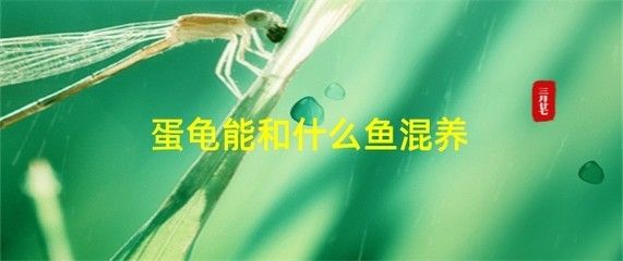 龙鱼冻伤抢救 龙鱼百科