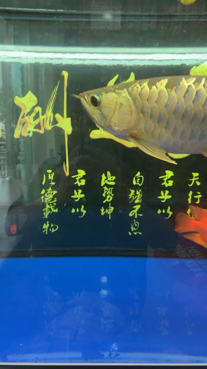 悠哉悠哉的蓝底金龙 观赏鱼论坛