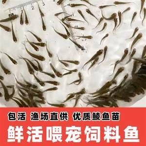 可以把饲料鱼和龙鱼养一起