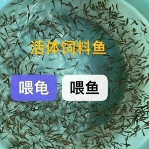 龙鱼的饲料鱼怎么检疫