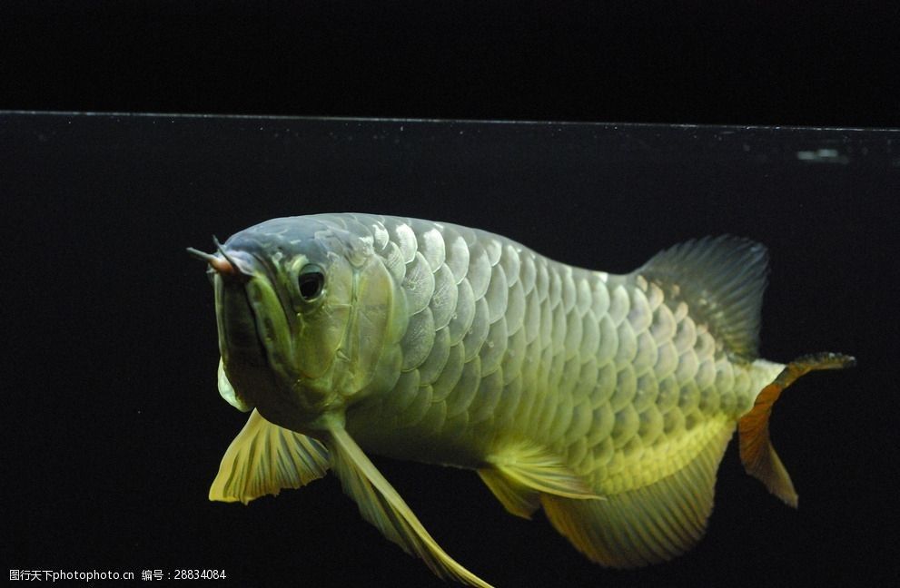 红金龙鱼能长多长 龙鱼百科