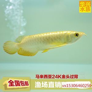 金龙鱼50cm多少钱一条