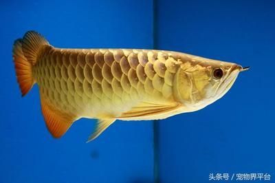 黄色金龙鱼多少钱