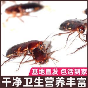 红龙鱼吃蟋蟀好吗