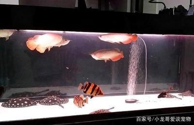 魟鱼龙鱼最佳混养方案 龙鱼百科