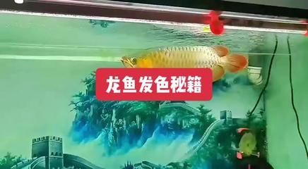 老孙讲龙鱼发色 龙鱼百科