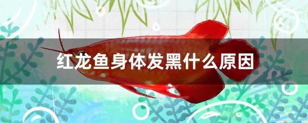 红龙鱼颜色变黑怎么回事啊