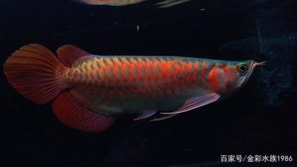 红龙鱼血统 龙鱼百科