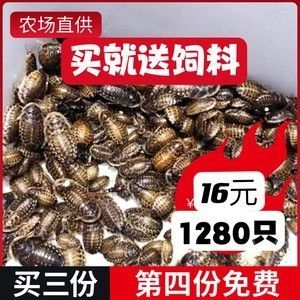 龙鱼吃的昆虫用什么杀菌药好 龙鱼百科