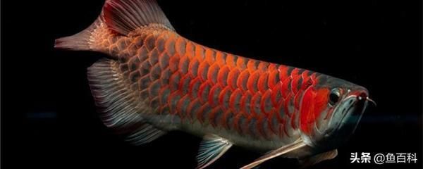 红龙鱼水温多少度合适 龙鱼百科