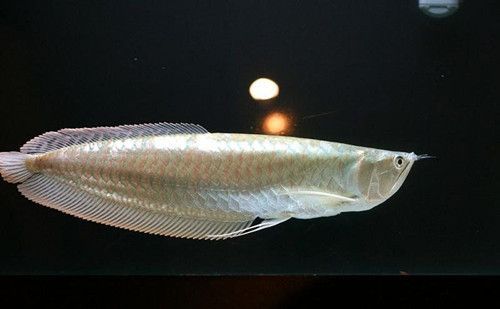 20cm的银龙鱼一天吃多少粒 龙鱼百科
