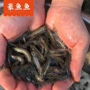 龙鱼吃饲料鱼吃什么 龙鱼百科