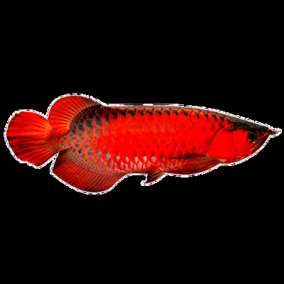 红色的金龙鱼