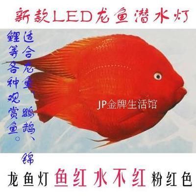 红龙鱼用led的灯可以吗 龙鱼百科