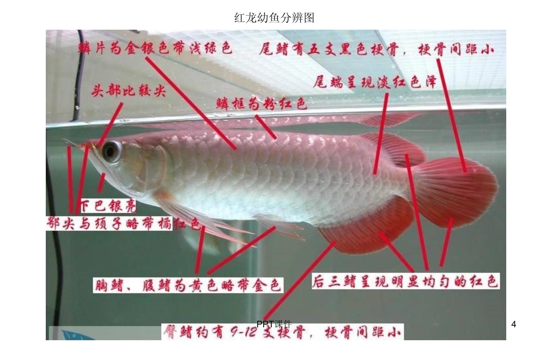 龙鱼的分类和区分图 龙鱼百科