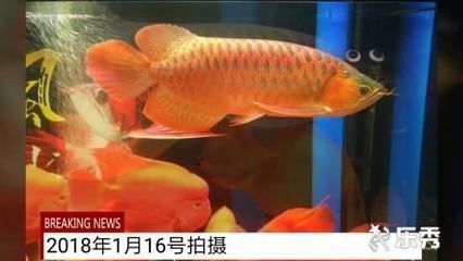 红龙鱼20厘米一年可以长到多长呢 龙鱼百科