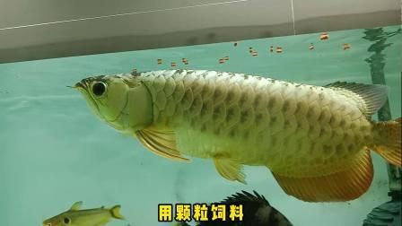 龙鱼不吃饲料怎么办 龙鱼百科