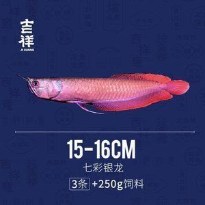 龙鱼0.6斤多大 龙鱼百科