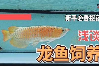 龙鱼的饲养条件和要求