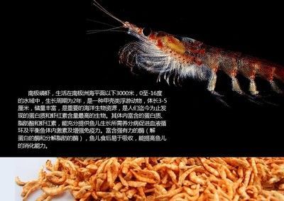 龙鱼吃虾干还是活食好 龙鱼百科