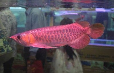 红龙鱼用什么灯最好养