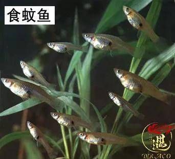 龙鱼不吃大麦虫怎么办呀